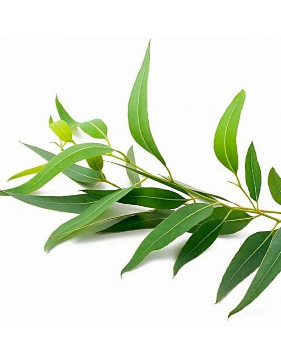 Листья эвкалипт