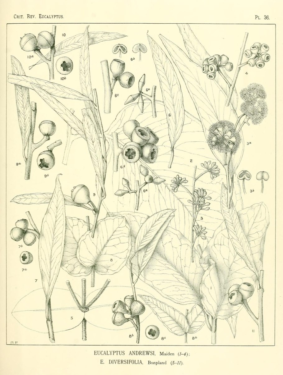 A critical revision of the genus eucalyptus