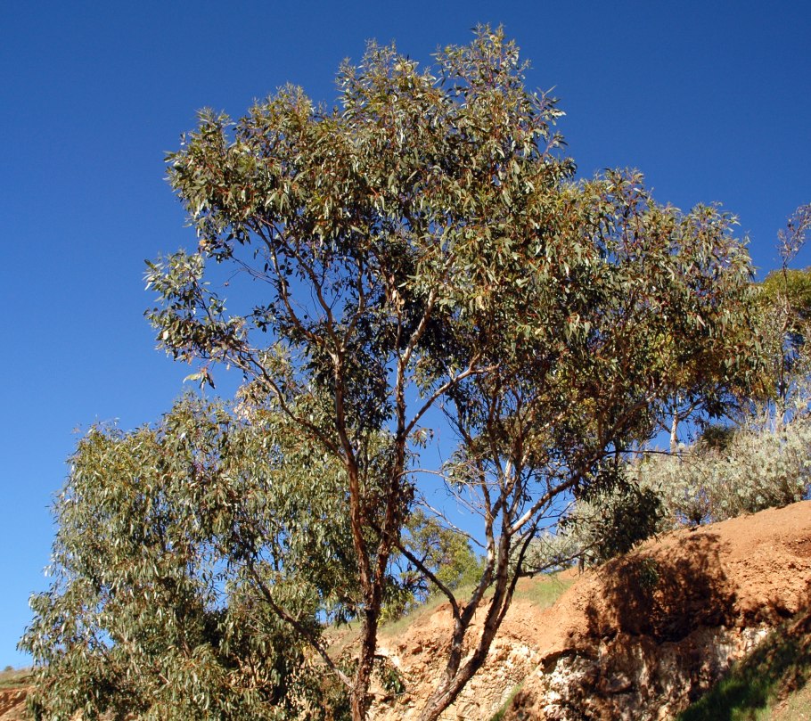 Австралийский эвкалипт дерево