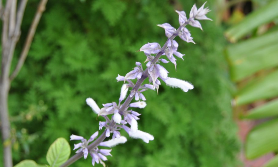 Шалфей предсказателей (Salvia Divinorum)