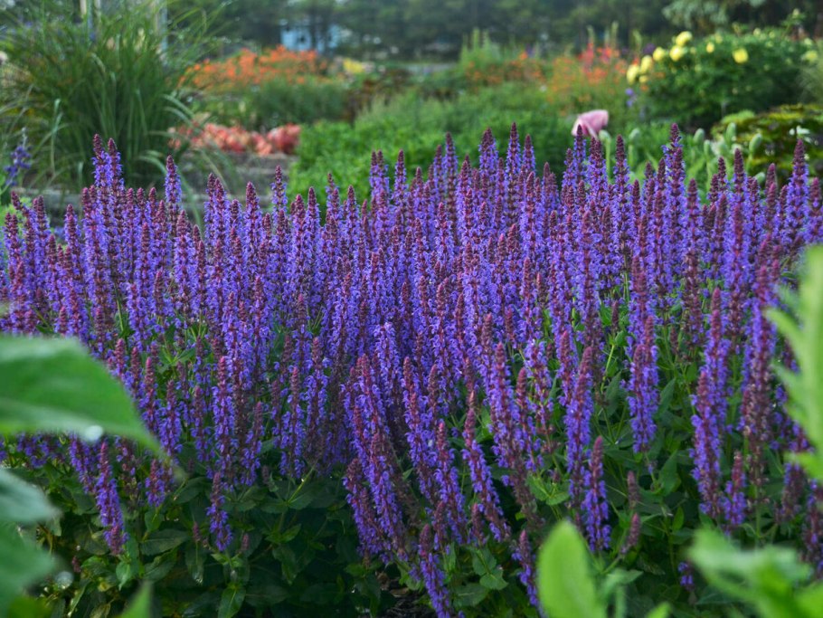 Шалфей предсказателей (Salvia Divinorum)
