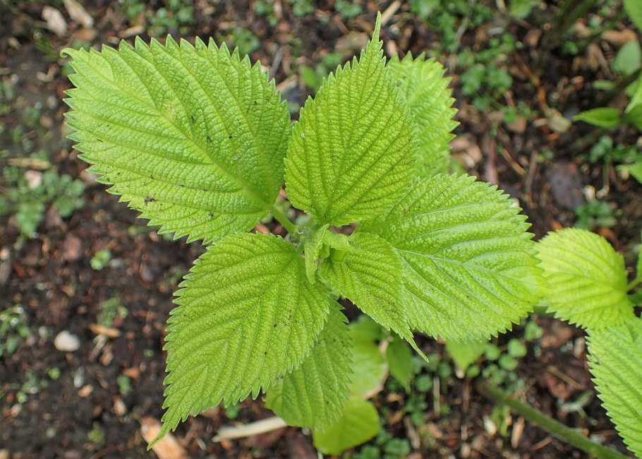 Бомерия белоснежная