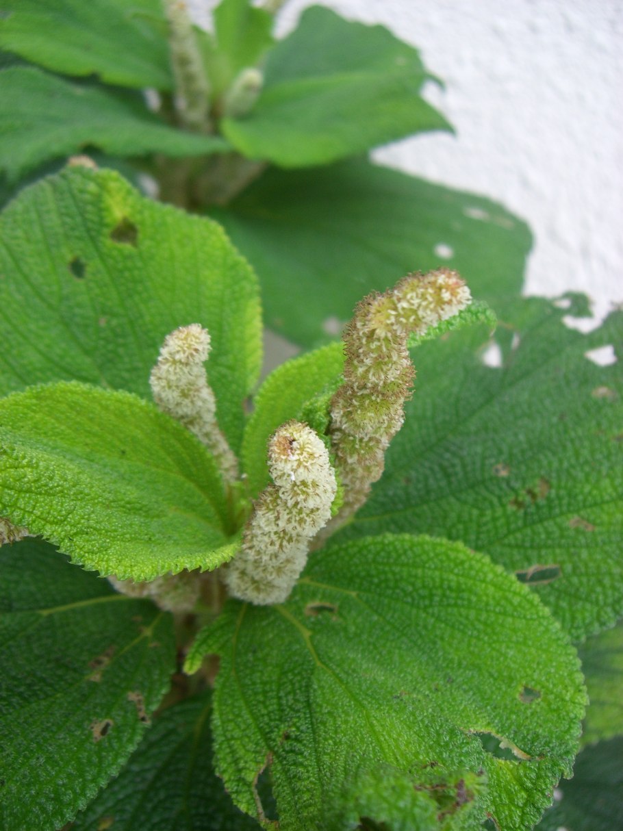 Бомерия белоснежная