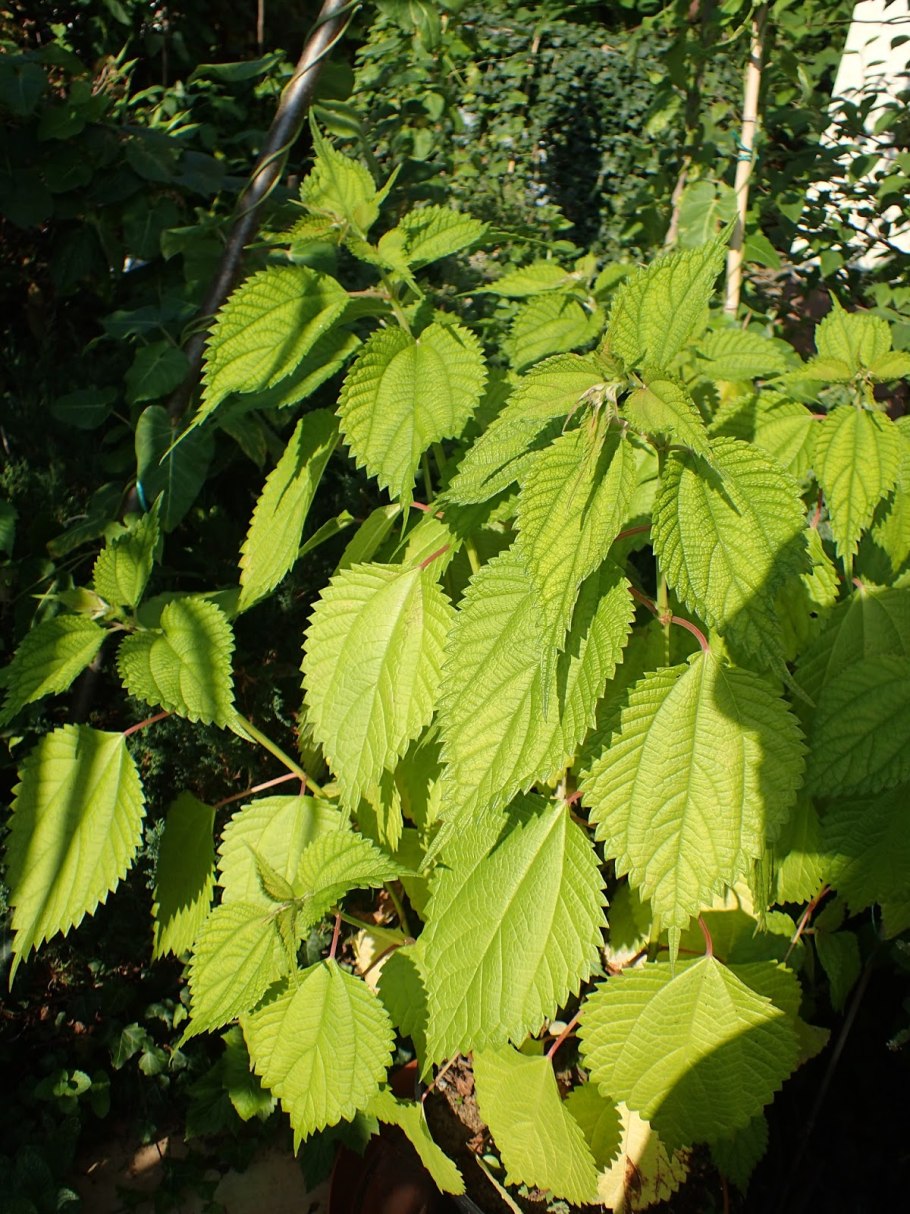 Бомерия крупнолистная