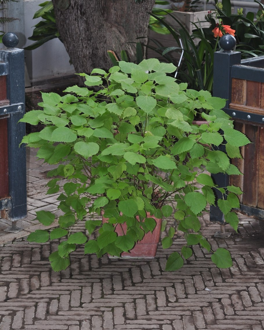 Рами Бомерия белоснежная