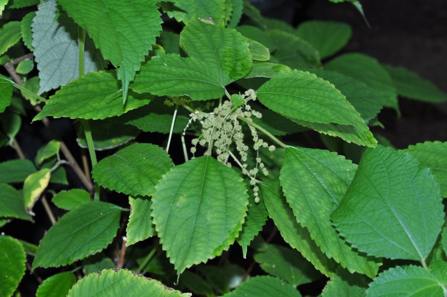 Бемерия крупнолистная листья