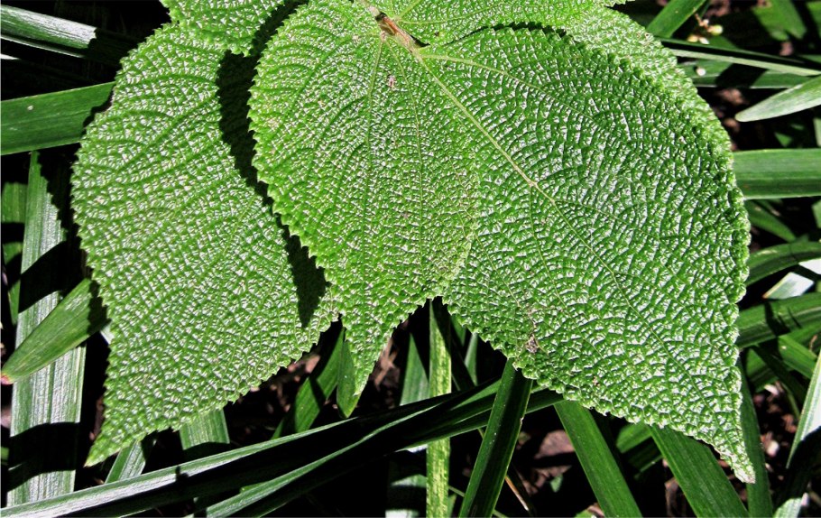 Бомерия крупнолистная