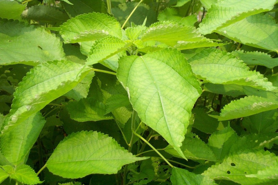 Крапива рами