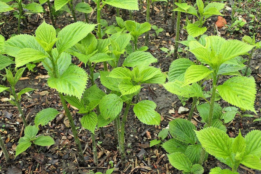 Бомерия крупнолистная