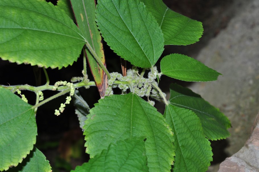 Мириокарпа (Бомерия)