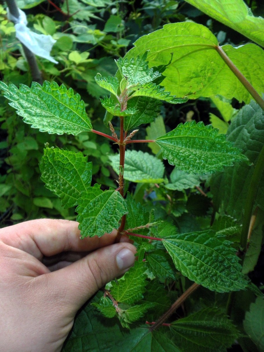 Рами (Boehmeria)