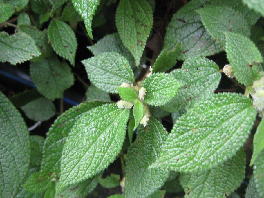 Boehmeria macrophylla