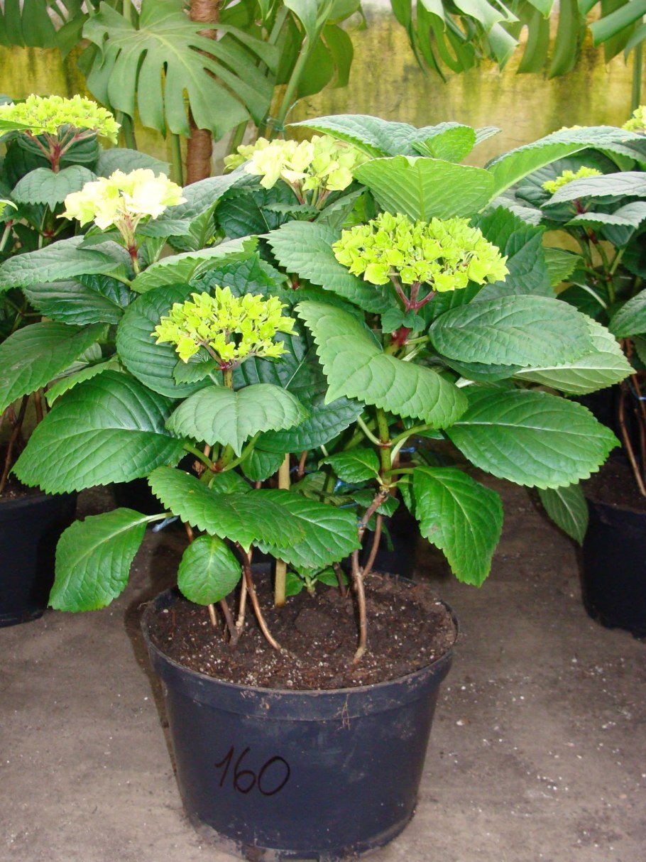 Крапива рами растение