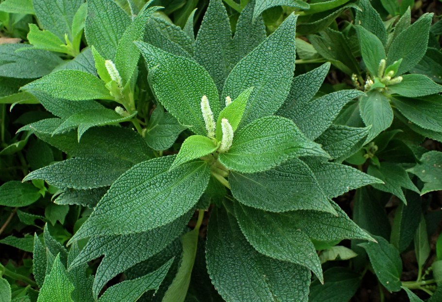 Бомерия белоснежная