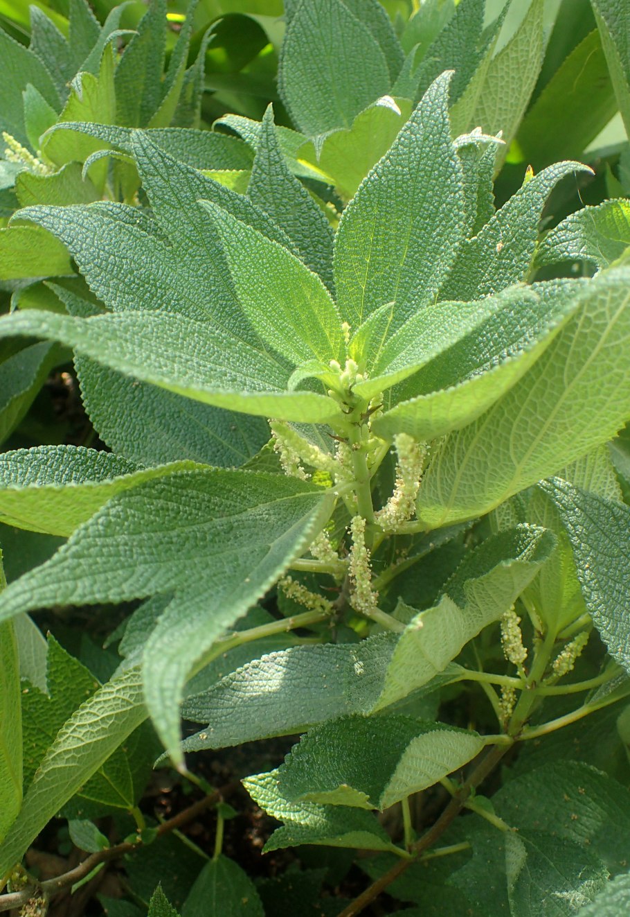 Boehmeria cylindrica