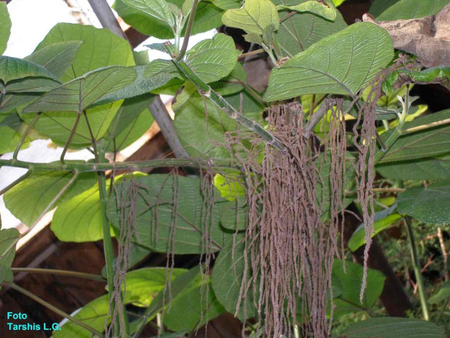 Бомерия белоснежная