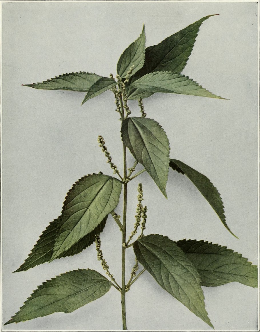 Крапива рами