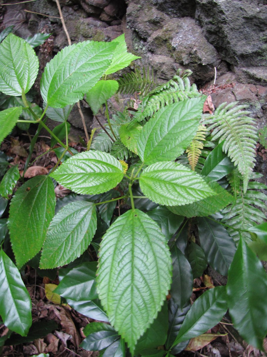 Бемерия шероховатая