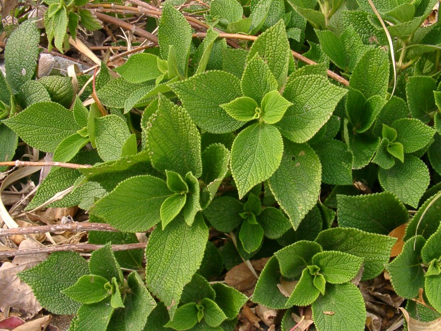 Плектрантус amboinicus