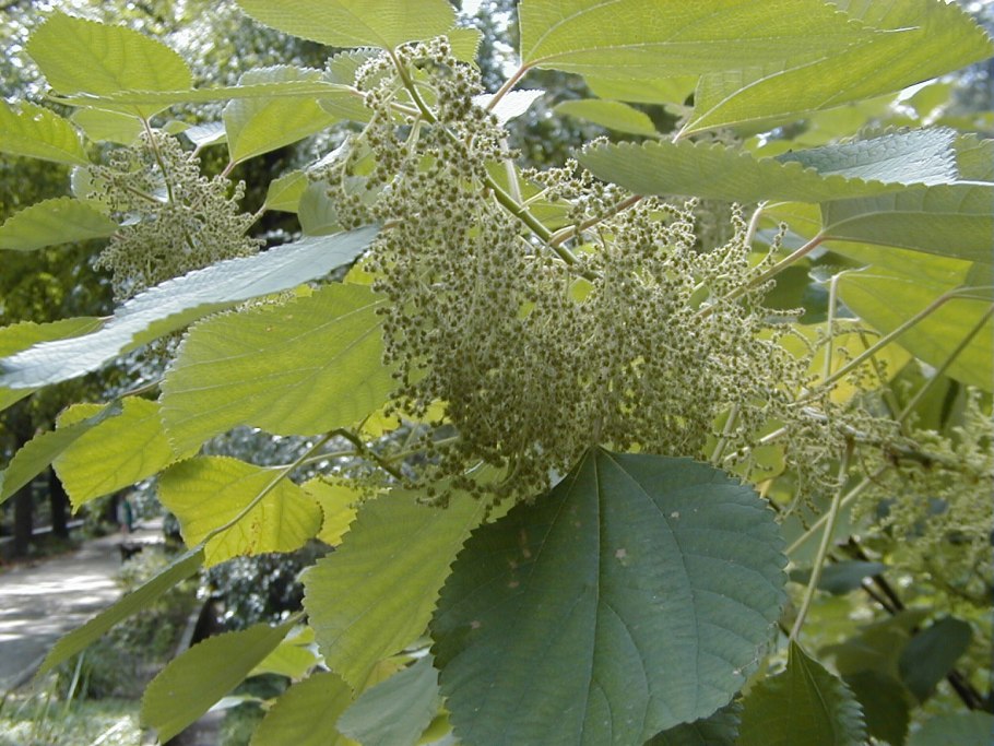 Бемерия (Boehmeria)