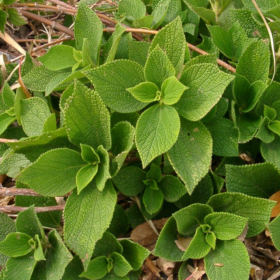 Boehmeria cylindrica