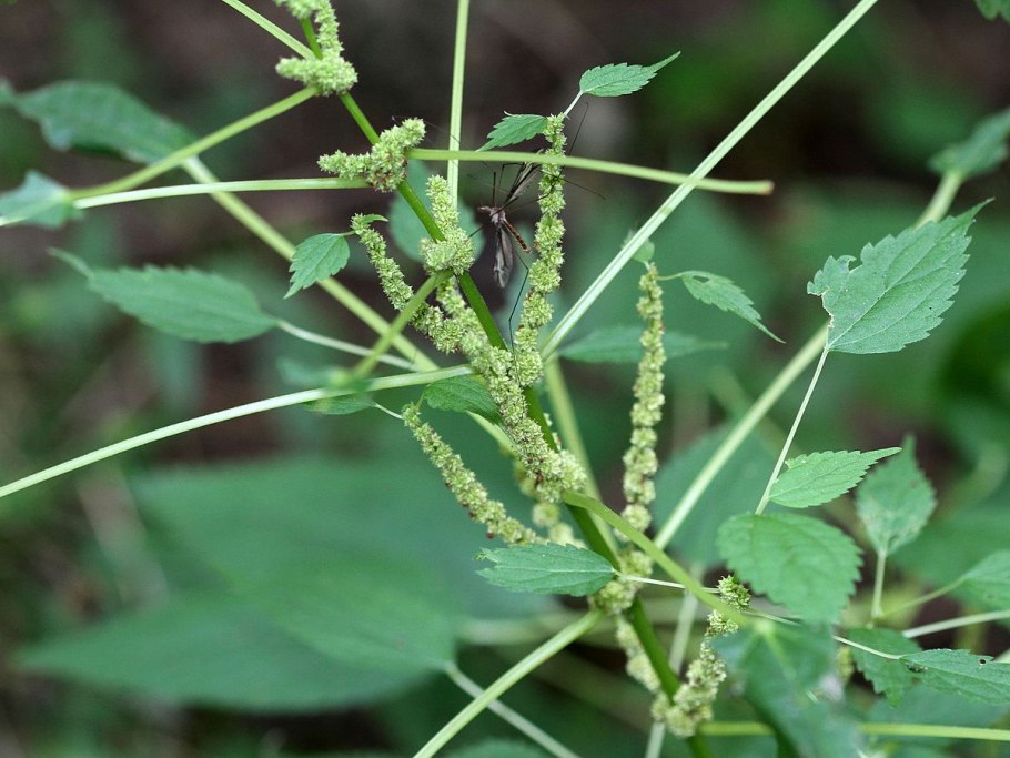 Бëмерия крупнолистная