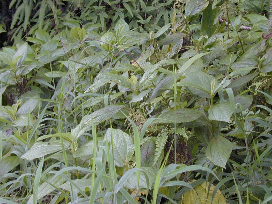 Гортензия крупнолистная бутоны