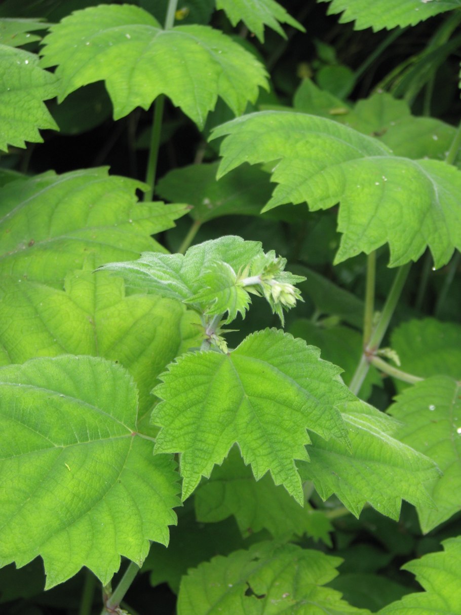 Рами китайская крапива