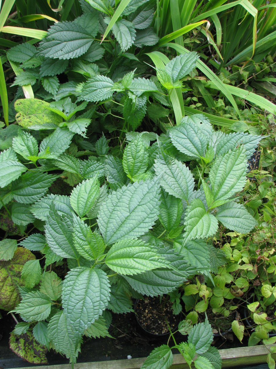 Крапива рами растение