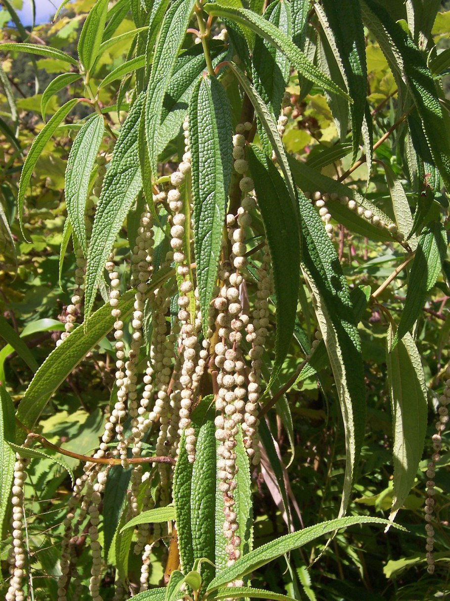 Boehmeria penduliflora