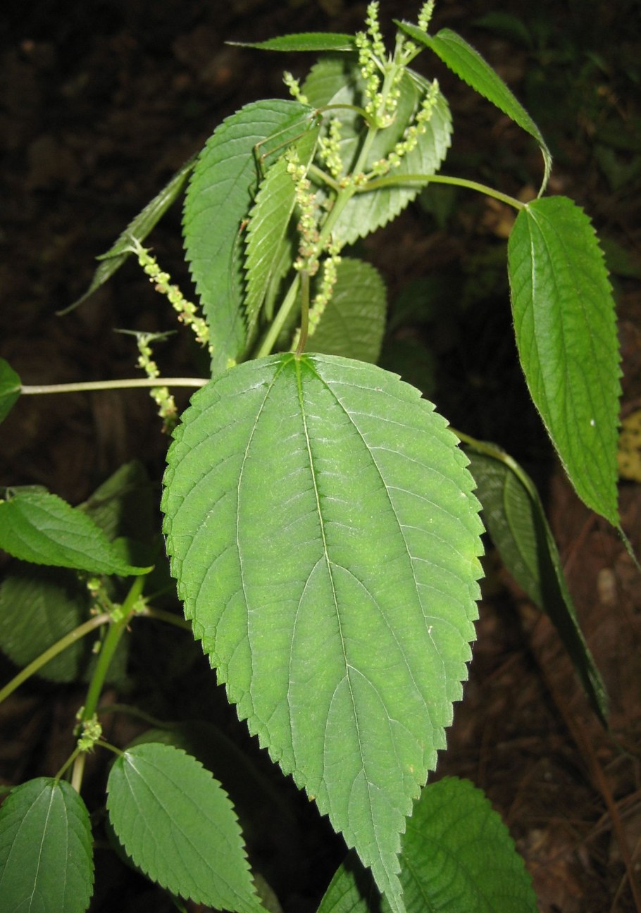 Бемерия рами