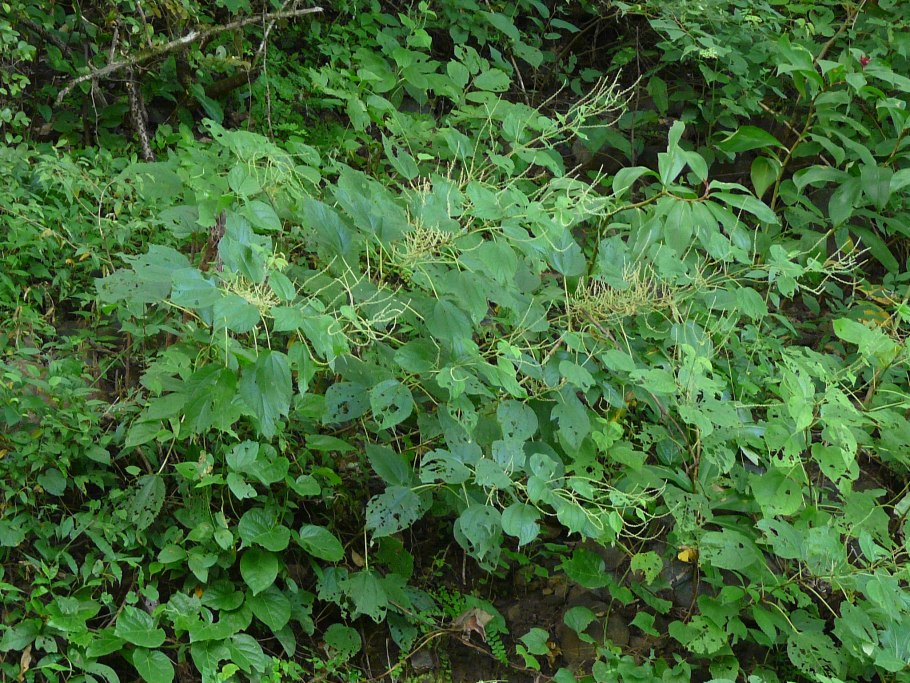 Boehmeria macrophylla