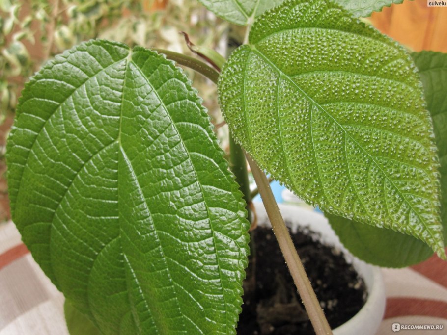 Рами Бомерия