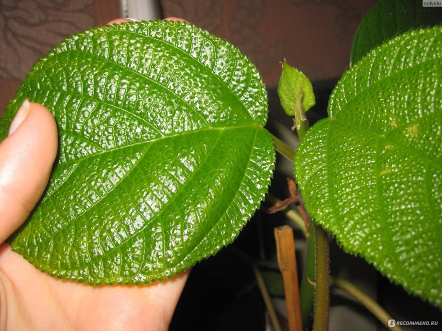 Бомерия крупнолистовая