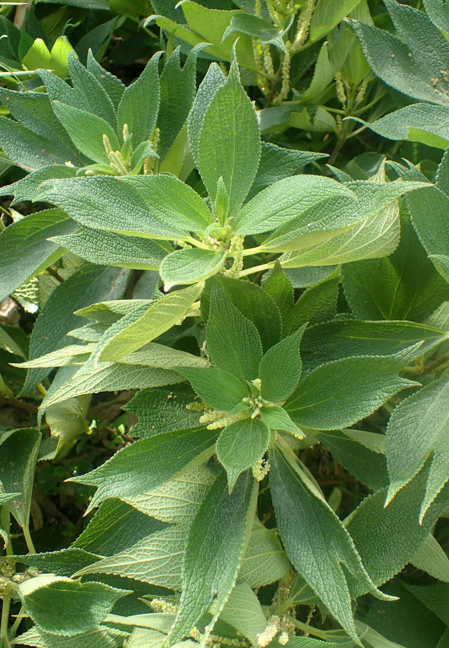 Бомерия - Boehmeria d12 h20