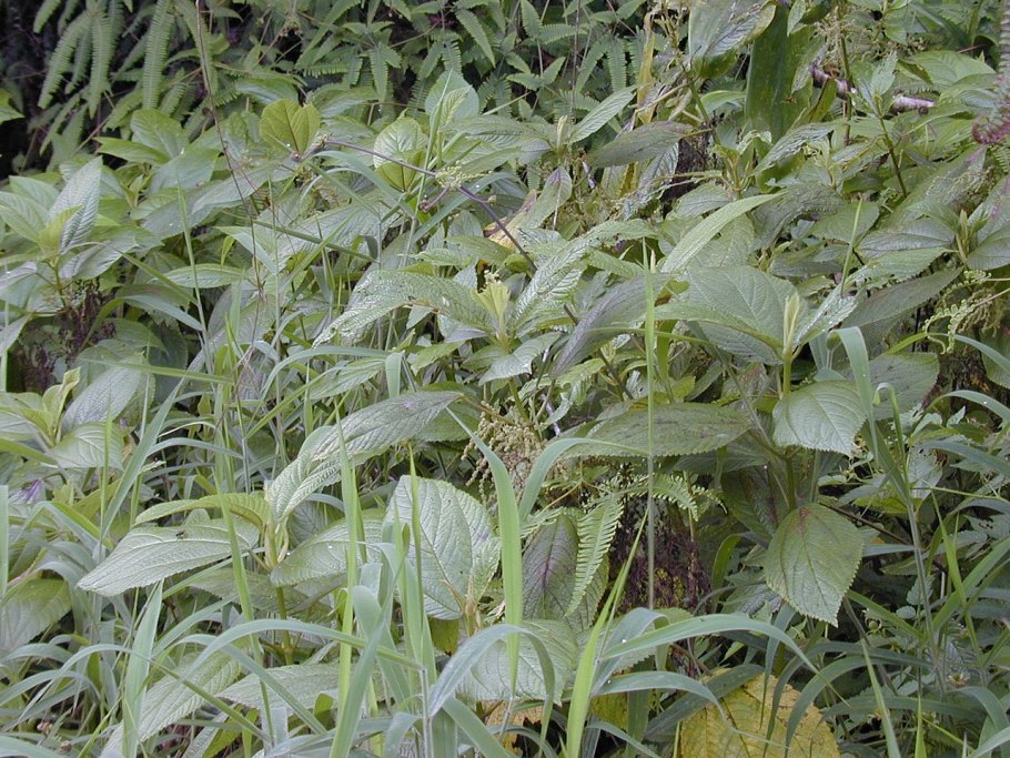 Boehmeria macrophylla