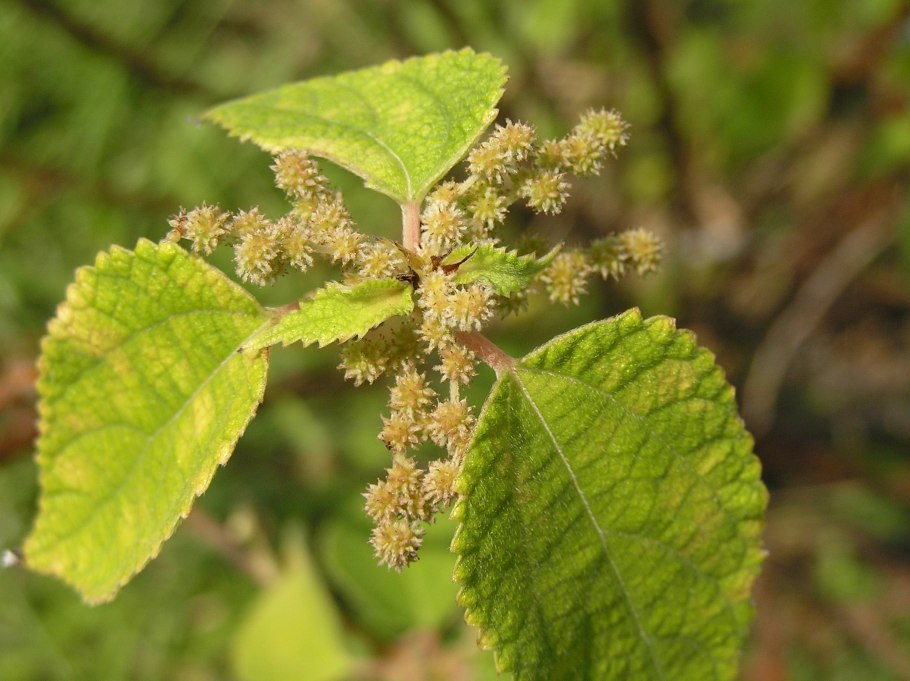 Бомерия крупнолистная