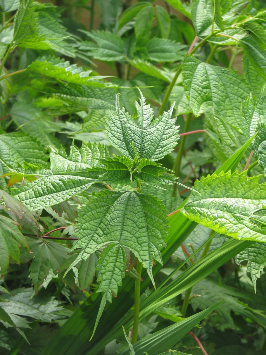 Бомерия крупнолистовая