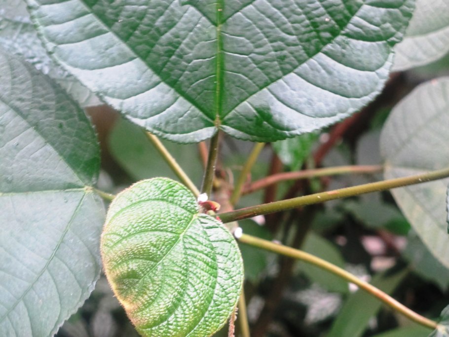 Boehmeria sieboldiana