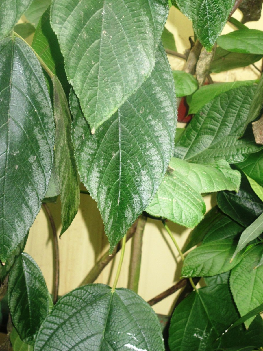 Бемерия бразильская