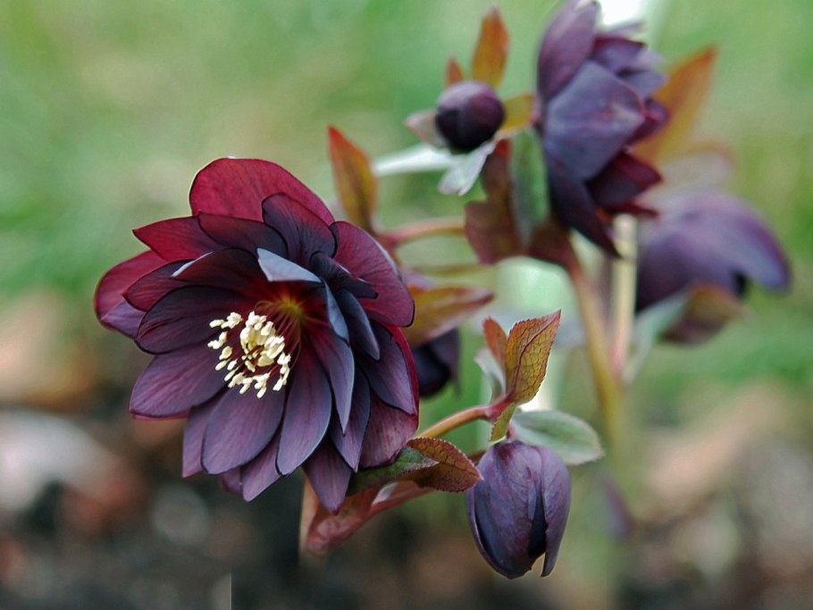 Морозник Helleborus PURPURASCENS