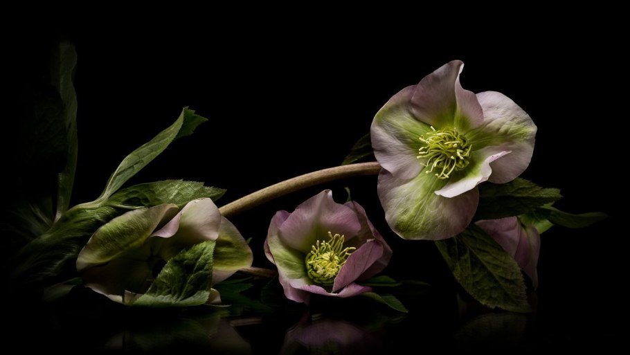 Морозник Восточный Дабл Блэк