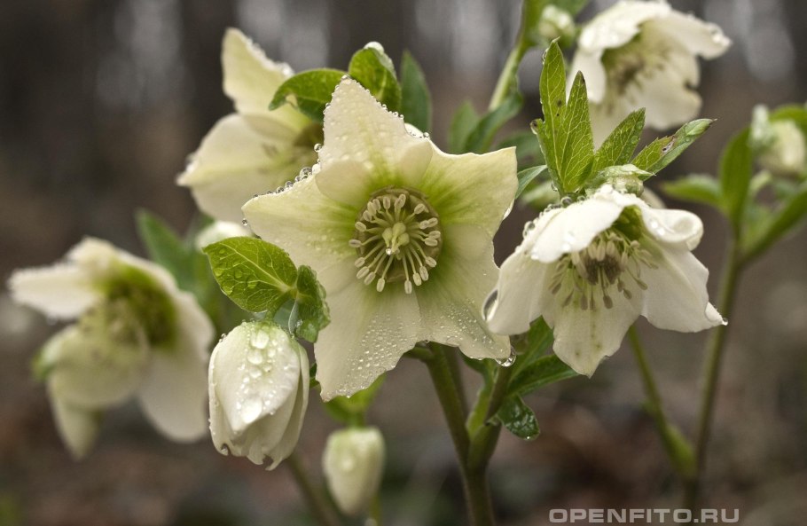 Морозник Helleborus Niger