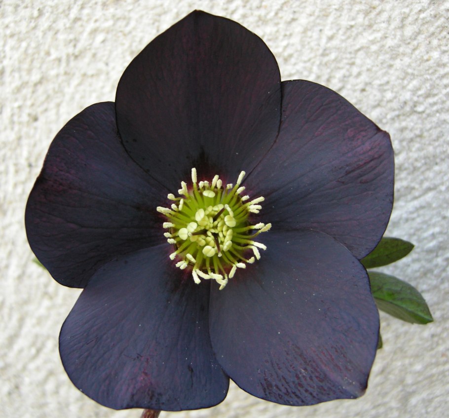 Морозник (геллеборус) черный