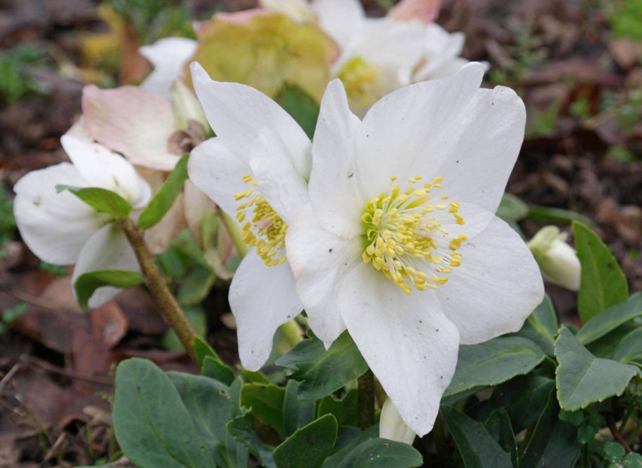 Морозник Восточный