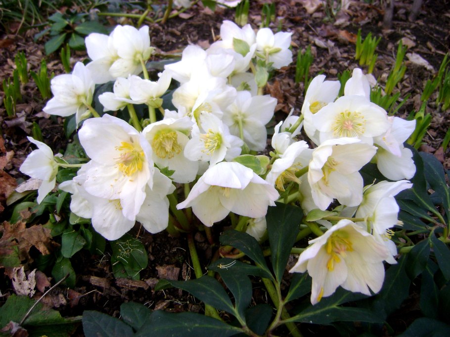 Морозник golden discovery