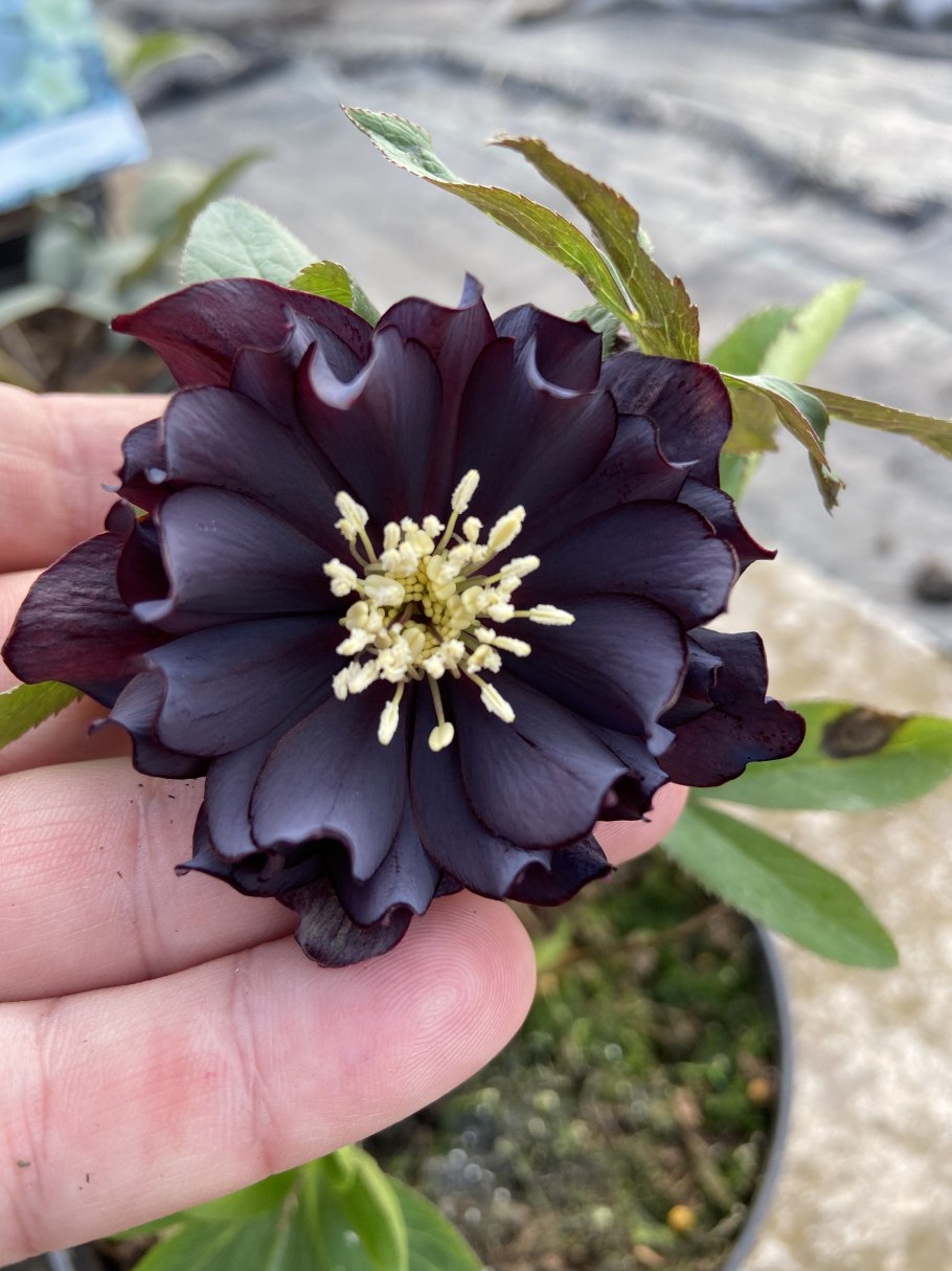 Морозник дабл блэк