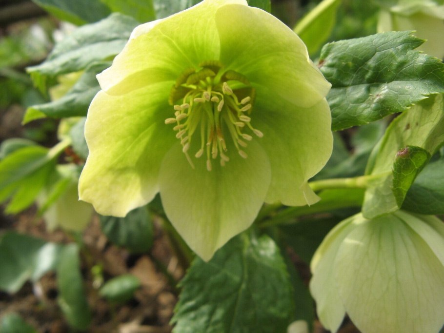 Морозник черный