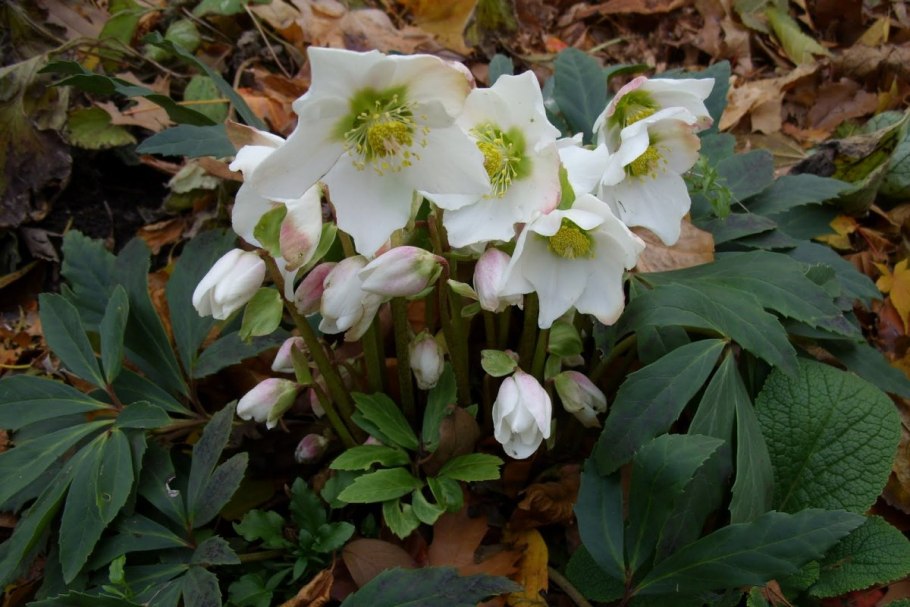 Морозник Дабл Блэк Double Black