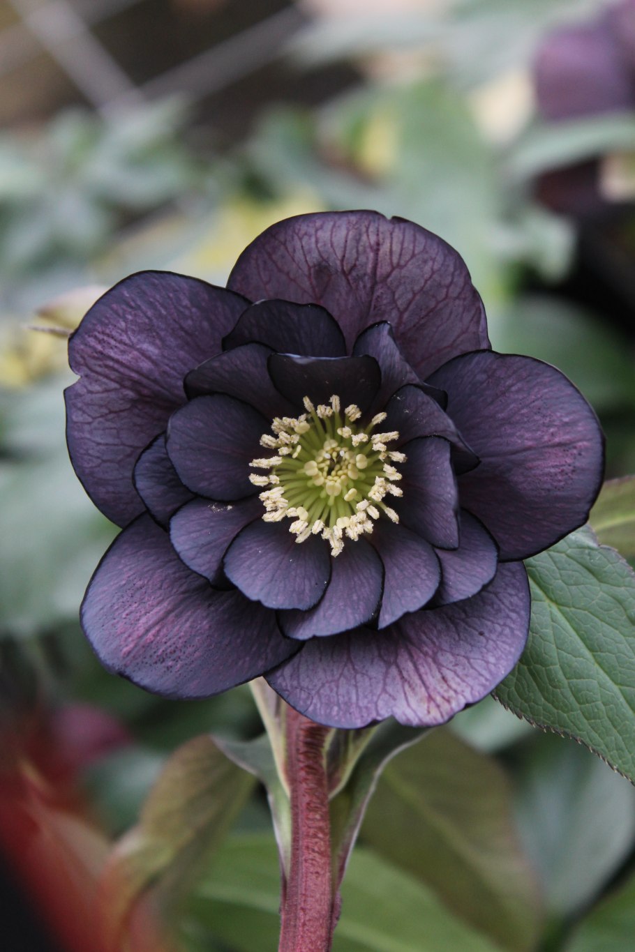 Морозник (геллеборус) черный